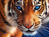 Diamond Painting Kit Full Drill Square Tiger With Blue Eyes